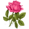 FLORES 🌹🌻💐 9