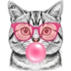 Gatitos❥☯︎ͫ7🇲🇽Clásica 17 🤓