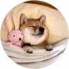 Lindos perritos🦴💞1🇵🇪Clásica 25