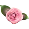 FLORES 🌹🌻💐 19