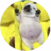 Lindos perritos🦴💞1🇵🇪Clásica 30