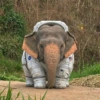 Elefante Chubby 🐘 1 14