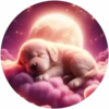 Lindos perritos🦴💞1🇵🇪Clásica 24