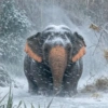 Elefante Chubby 🐘 1 18