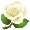 FLORES 🌹🌻💐 20