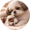 Surtiditos💞50🇵🇪Clásica 11