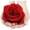 FLORES 🌹🌻💐 8