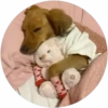 Lindos perritos🦴💞1🇵🇪Clásica 13