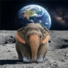 Elefante Chubby 🐘 1 11