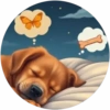 Lindos perritos🦴💞1🇵🇪Clásica 10