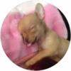 Lindos perritos🦴💞1🇵🇪Clásica 23