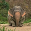 Elefante Chubby 🐘 1 9