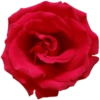 FLORES 🌹🌻💐 24