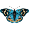 Butterfly🦋❥☯︎ͫ1🇲🇽Clásica 13