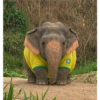 Elefante Chubby 🐘 1 8