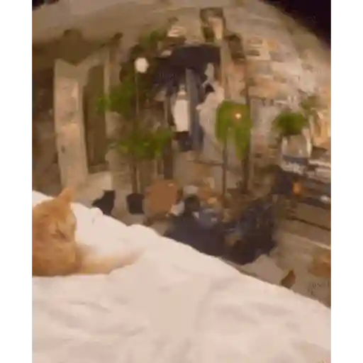 Gatos Enojados 2026 🐱😡 2