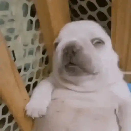 Pibble - Perrito blanco 11