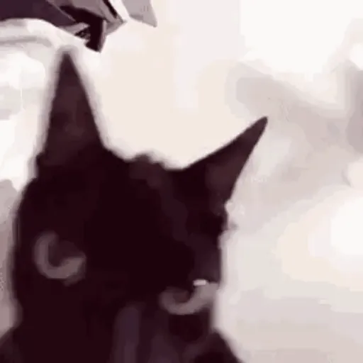 Gatos Enojados 2026 🐱😡 12