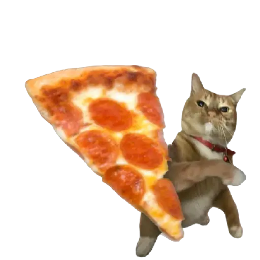 Gato Tomate 🐱 🍅 4