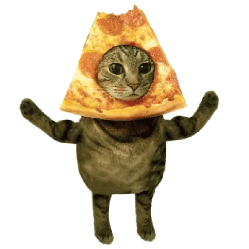🐈🐱 Gatos Memes Michis 🐱🐈 12