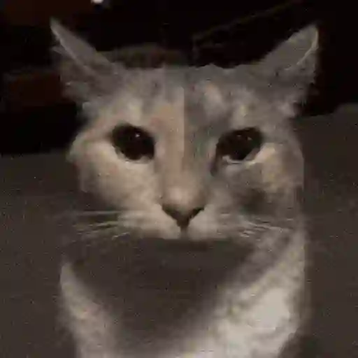 Cat 4