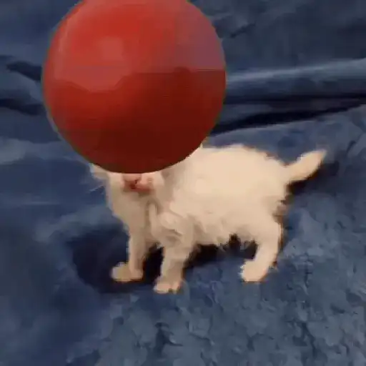 Gato Tomate 🐱 🍅 12