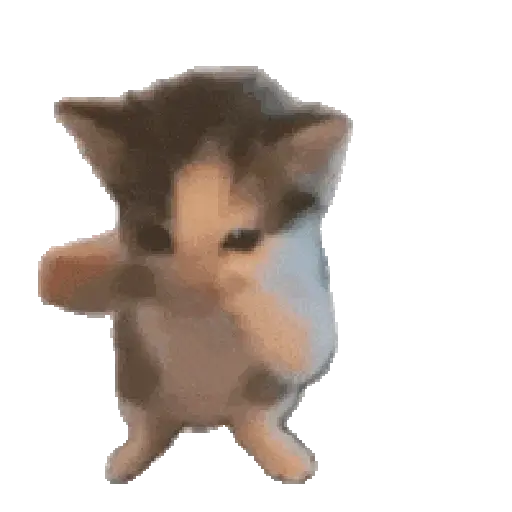 🐈🐱 Gatos Memes Michis 🐱🐈 1