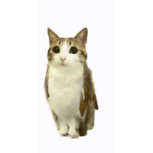 Gato Tomate 🐱 🍅 19