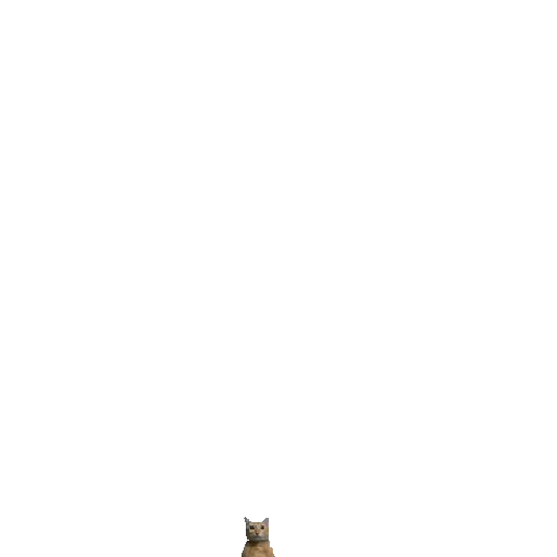 Gato Tomate 🐱 🍅 24