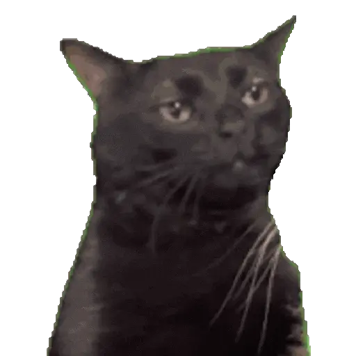 🐈🐱 Gatos Memes Michis 🐱🐈 14