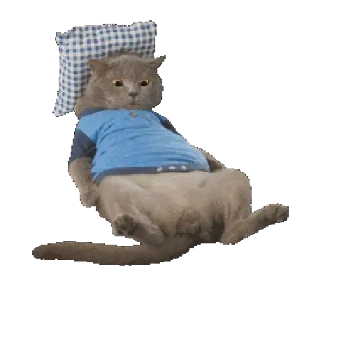 🐈🐱 Gatos Memes Michis 🐱🐈 13