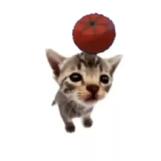 Gato Tomate 🐱 🍅 15