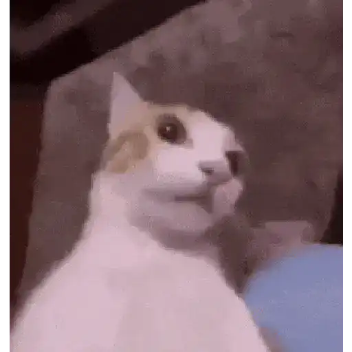 Cat 8