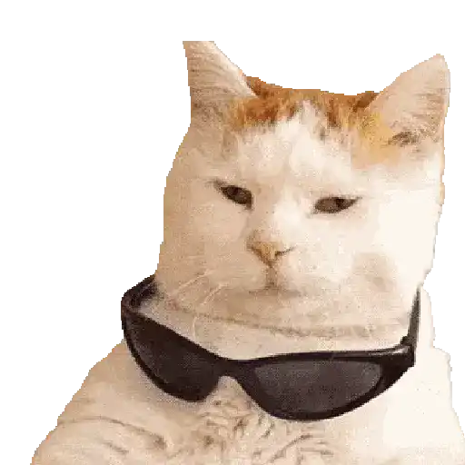 🐈🐱 Gatos Memes Michis 🐱🐈 9
