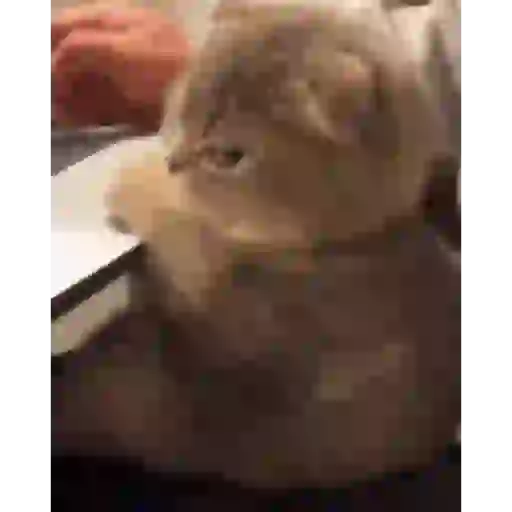 Gatos Enojados 2026 🐱😡 5