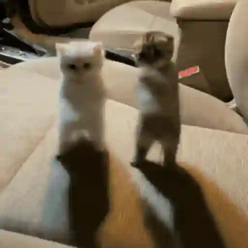 Dançando, dançando e dançando 🕺💃🪩 3