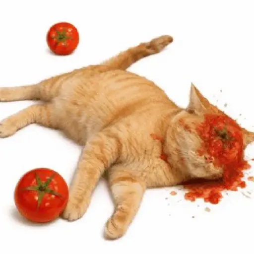 Gato Tomate 🐱 🍅 7