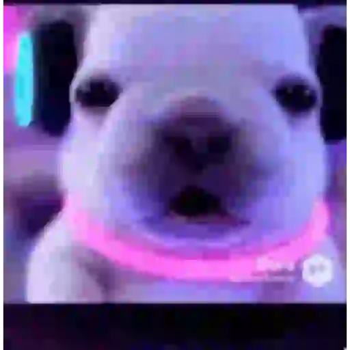 Pibble - Perrito blanco 13