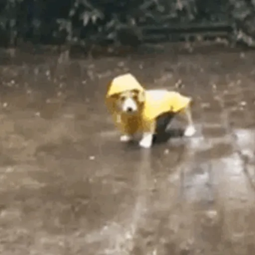 Lluvia 🌧️ 12