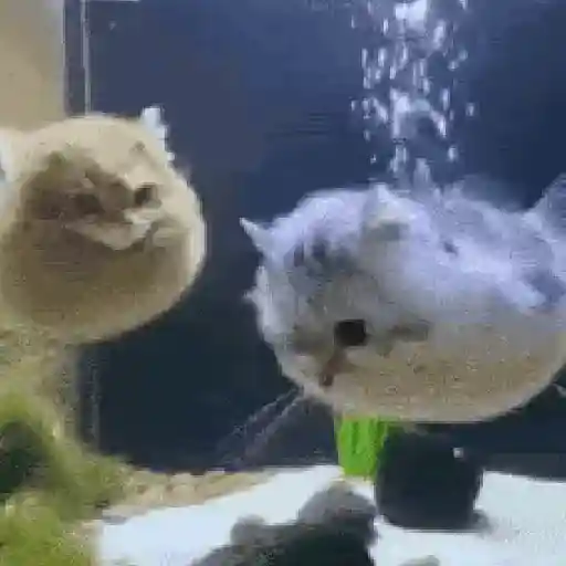 Kicau mania scuba 8