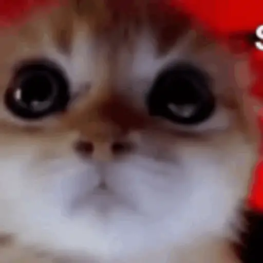 Gatos Enojados 2026 🐱😡 7