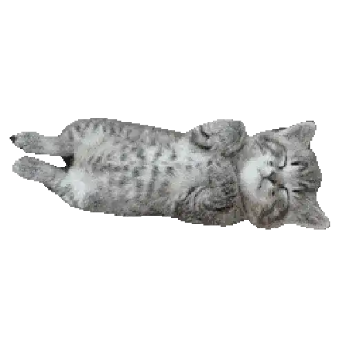 🐈🐱 Gatos Memes Michis 🐱🐈 8