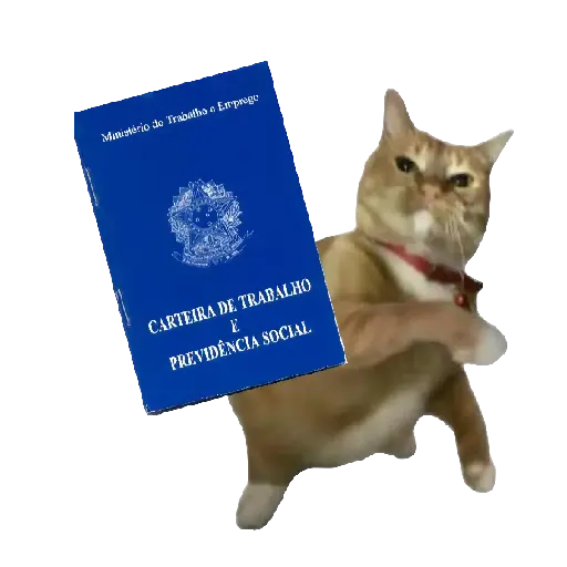 Gato Tomate 🐱 🍅 2