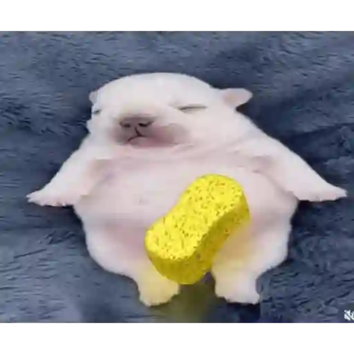 Pibble - Perrito blanco 7