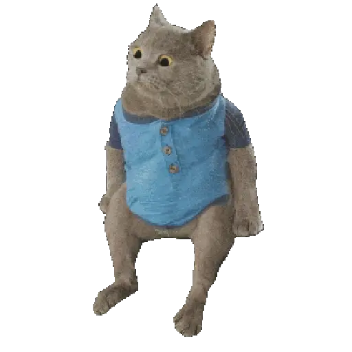 🐈🐱 Gatos Memes Michis 🐱🐈 6