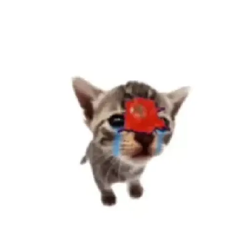 Gato Tomate 🐱 🍅 16
