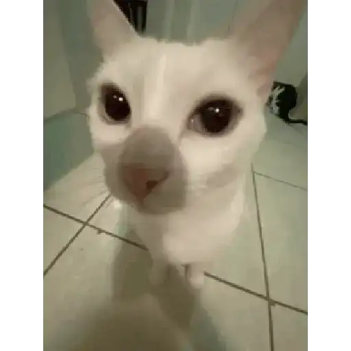 Gato Tomate 🐱 🍅 18