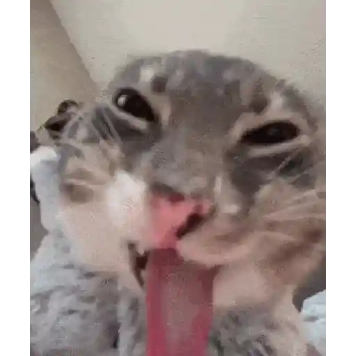 Cat 6