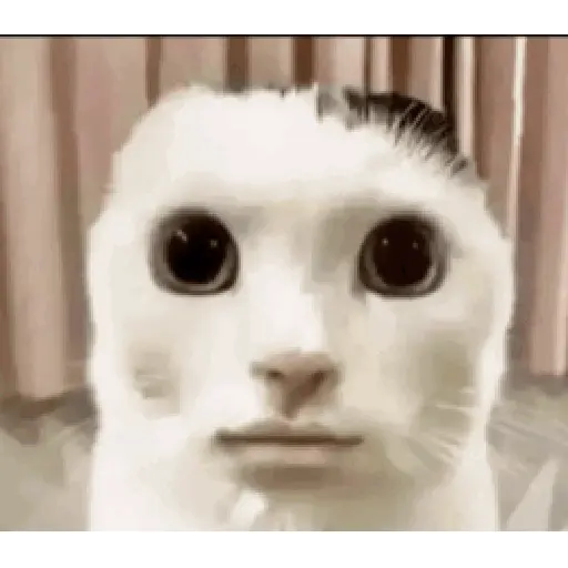 Cat 9