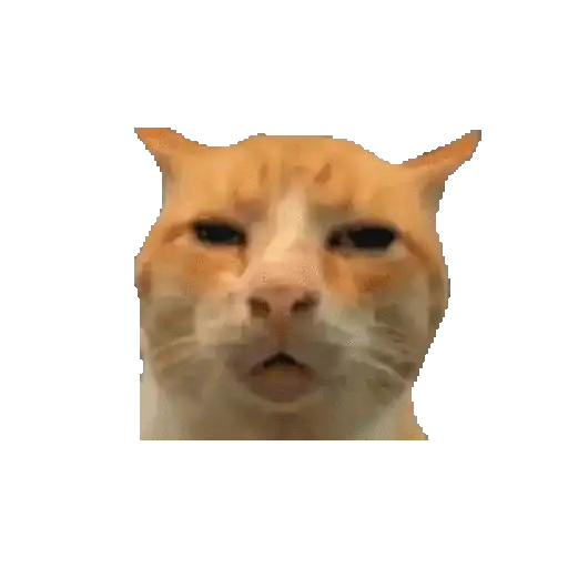 Gatos Enojados 2026 🐱😡 11